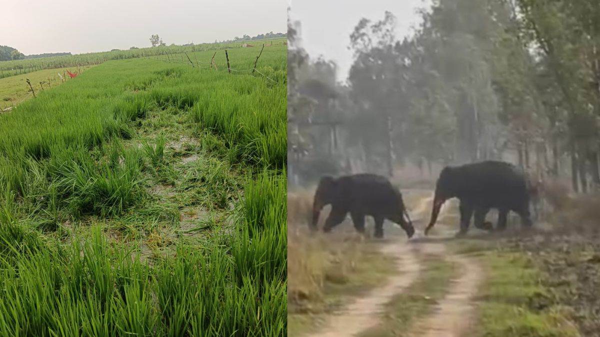 https://www.jagranimages.com/images/newimg/02092025/02_09_2025-nepali_elephant_crop_24032933.jpg