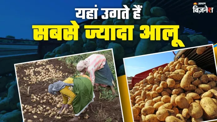 उत्तर प्रदेश है आलू उत्पादन में सबसे आगे