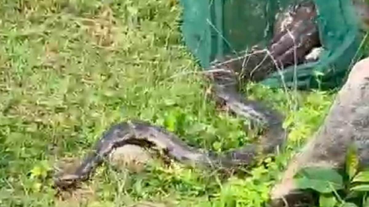 https://www.jagranimages.com/images/newimg/02092025/02_09_2025-snake_24033174_184821874.jpg