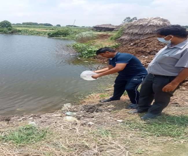 gambuzia fishes to save people from dengue and malaria in garhmukteshwar hapur