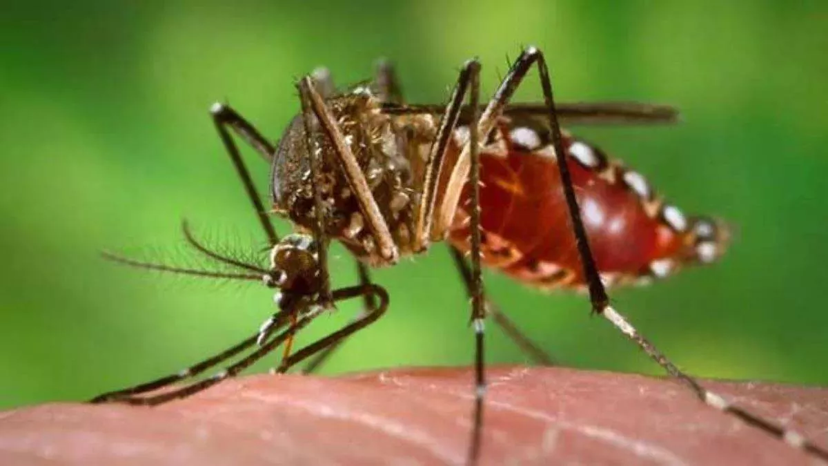 Dengue in Uttarakhand मौसम में ठंडक के साथ डेंगू से राहत की आस बलवती होने लगी है।
