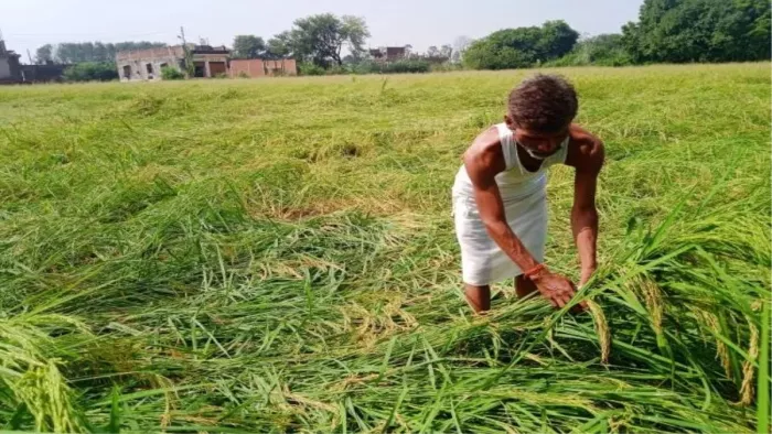 बारिश ने किसानों के अरमानों पर फेरा पानी (फाइल फोटो)