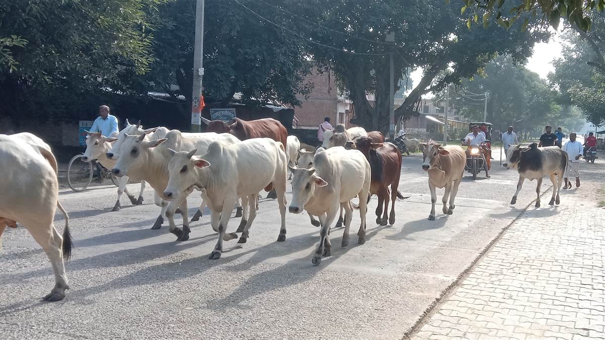 shahjahanpur stray cattle menace dm dharmendra pratap singh orders ignored