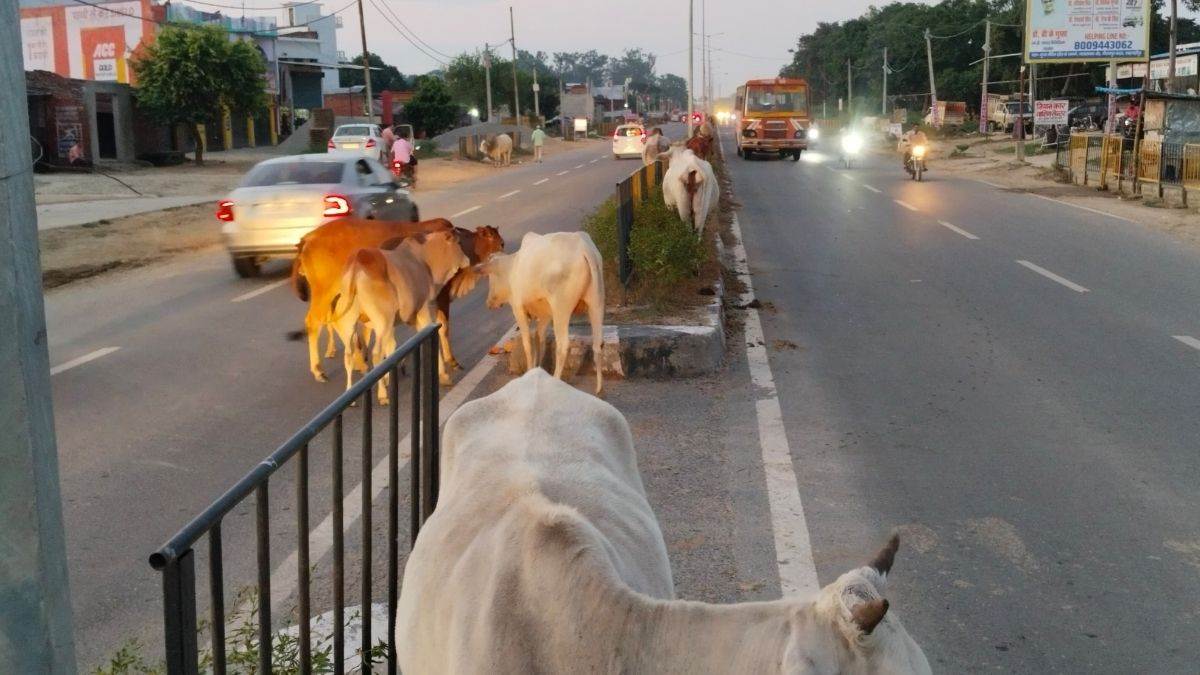 shahjahanpur news elderly man dies in bull collision lack of animal control