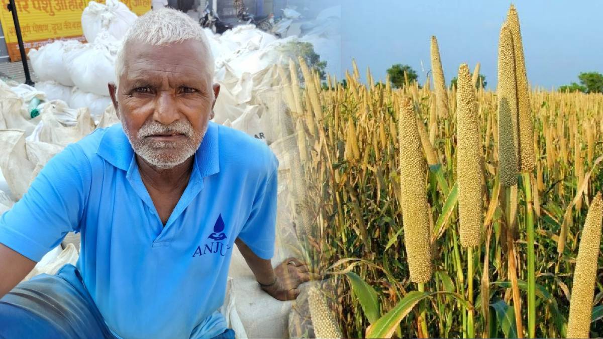 bhiwani bajra crisis rain and regulations impact farmer sales