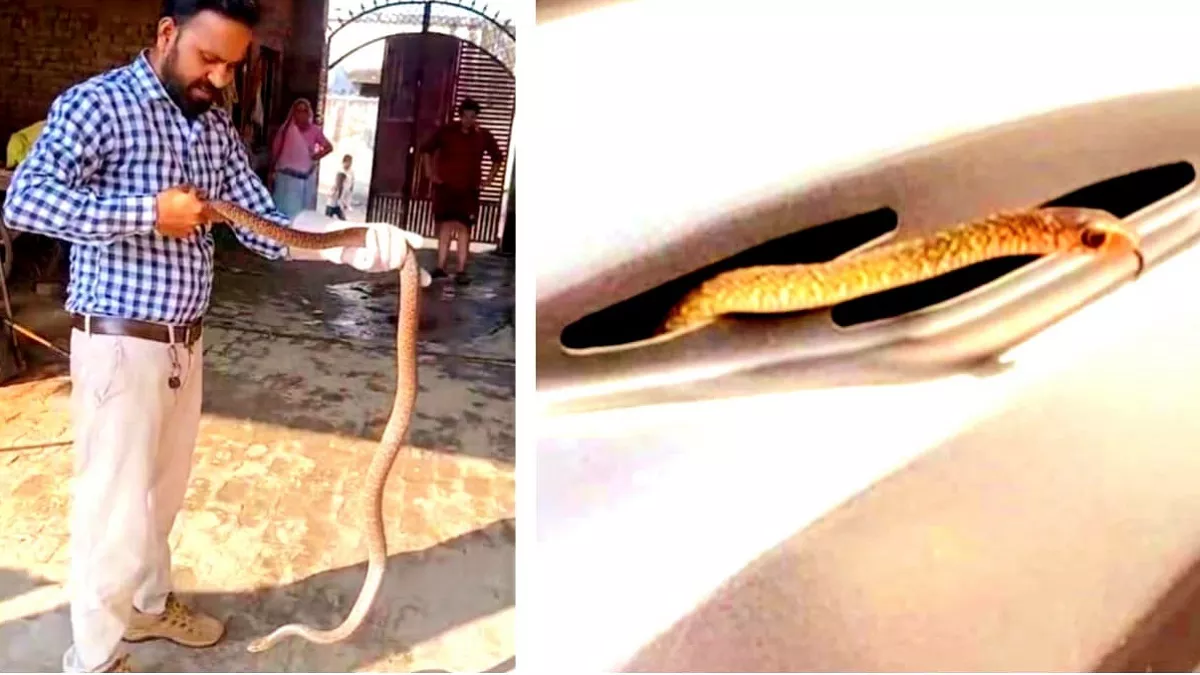 SP आवास से फिर पकड़ा गया सांप, स्कूटी में घुसा रैट स्नेक का बच्चा, यूपी के इस जिले में आबादी में सांपों का मिलना जारी