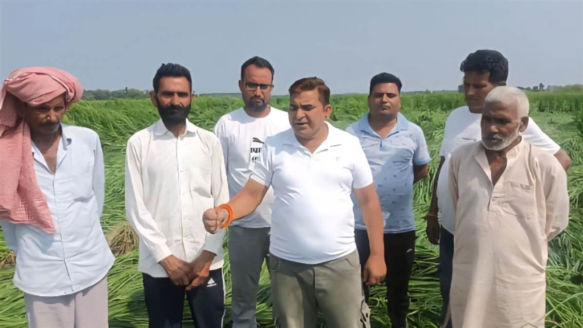 rain damages basmati crop farmers demand dismissal of loan from the government