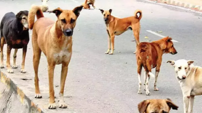 मरीजों को एंटी रैबीज वैक्सीन लगाई गई। प्रतीकात्मक