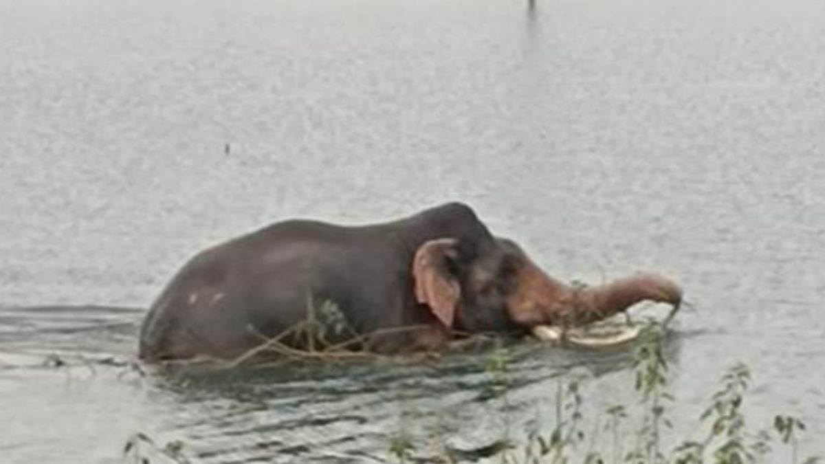 elephant spotted near ghaghra barrage bahraich news