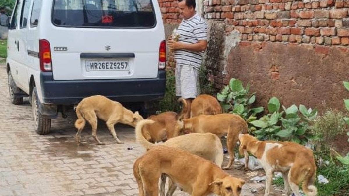 ncr dog feeding points in gurugram new guidelines and restrictions