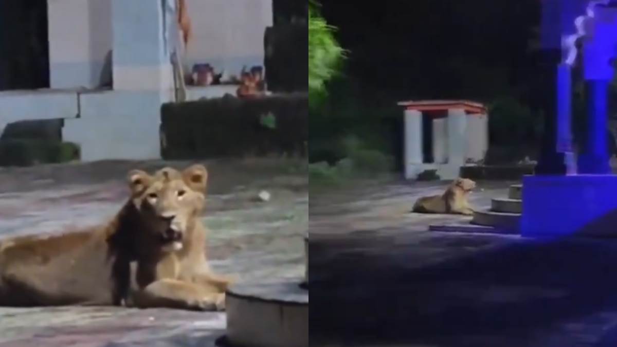 lioness guards temple in gujarat viral video showcases wildlife conservation success
