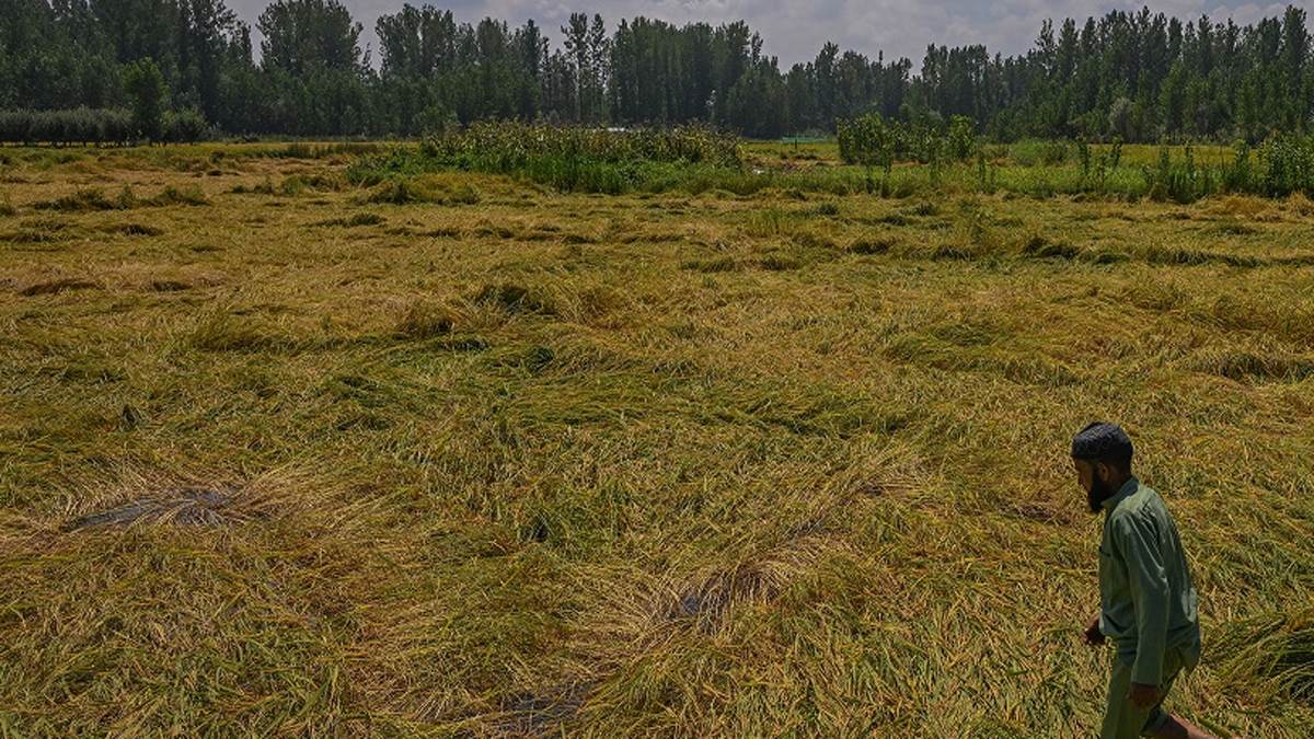 heavy losses in paddy crop kashmir farmers face crisis