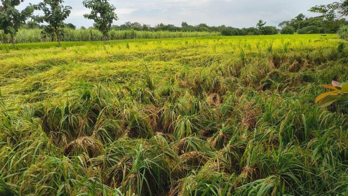 bagaha rainfall relief for crops after heavy rain in bagaha