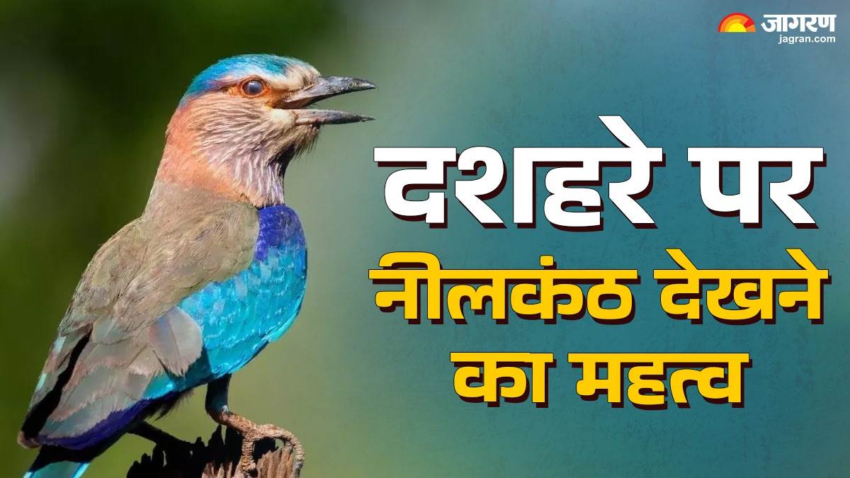 dussehra 2025 significance of seeing neelkanth on dussehra