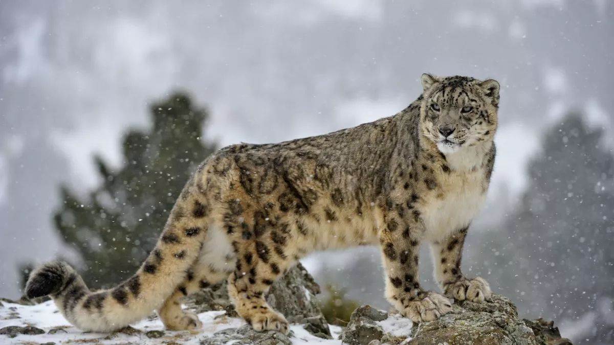 himachal pradesh snow leopard population increases wildlife survey reveals positive trends