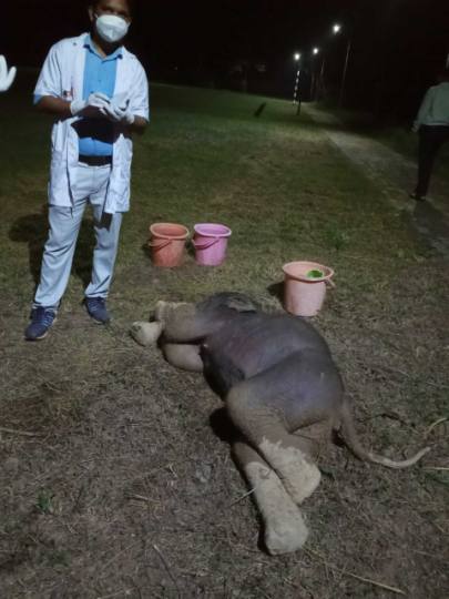 newborn elephant killed in tantnagar was the victim of anemia due to weakness it could not bear the attack of big elephant
