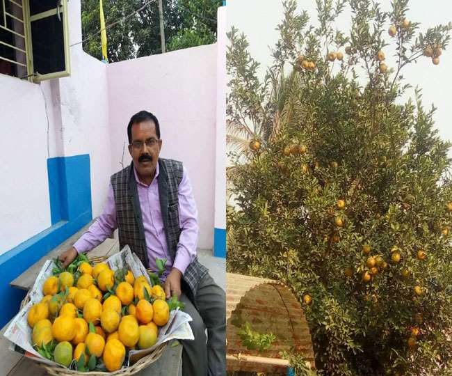 हाजीपुर की जमीन पर खूब फल-फूल रहा नागपुर का संतरा, एक कट्ठा में 50 हजार  रुपये तक की आय - Nagpuri orange flourishes on Hajipur land up to Rs 50  thousand rupees