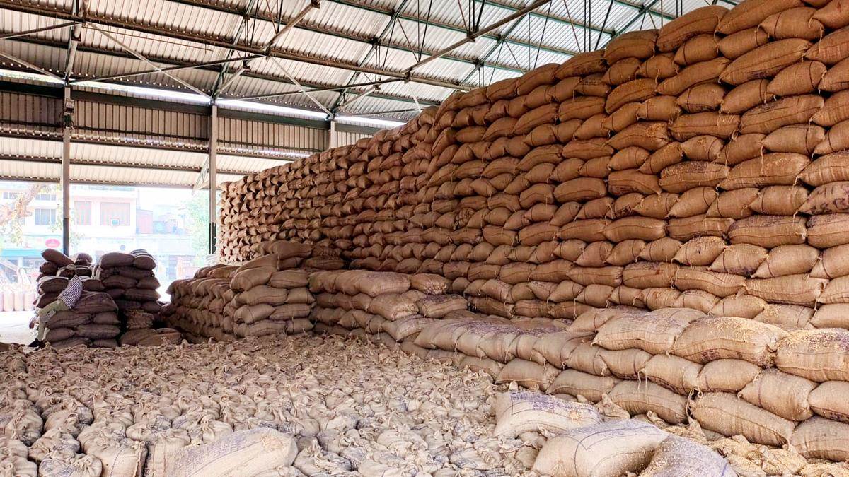 jalandhar grain market paddy lifting and payment affected