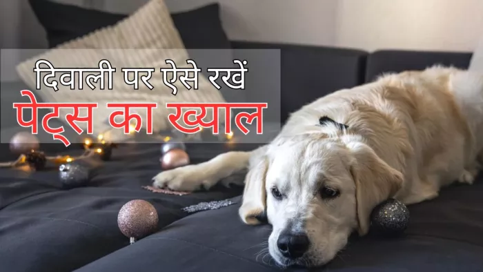 पटाखों के शोर में रखें अपने पेट्स का ख्याल
