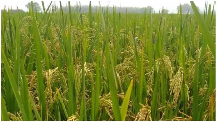 वन विभाग की टीम ने अजगर को पकड़कर जंगल में छोड़ दिया है।