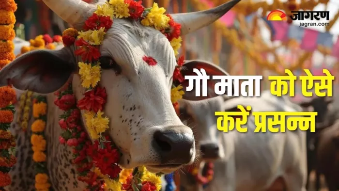 Govardhan Puja 2024: गोवर्धन पूजा पर करें गौ माता की पूजा।