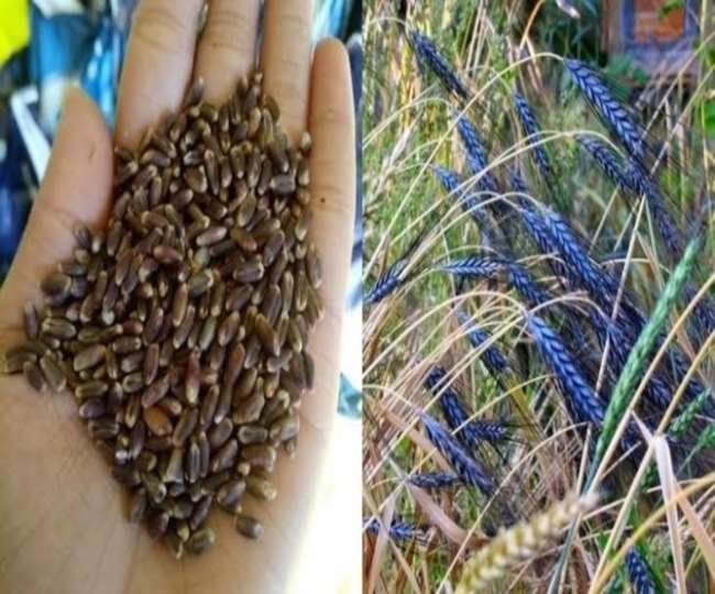 Black wheat : भ्रम में न रहें, सामान्य से ज्यादा पौष्टिक नहीं है काला गेहूं, जानिए किस शोध से मिली यह जानकारी
