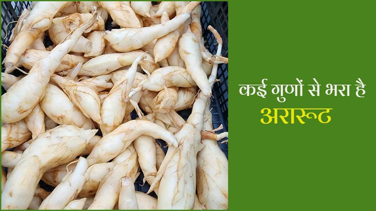 Arrowroot Benefits डायबिटीज़ से लेकर दिल की सेहत बनाए रखने में बेहद