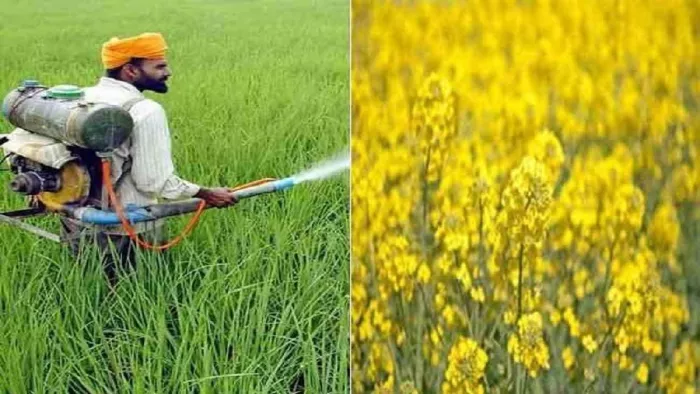 चालू सीजन में रबी फसलों की बोआई देर से भले शुरु हुई हो, लेकिन अब रफ्तार तेज हो गई है।