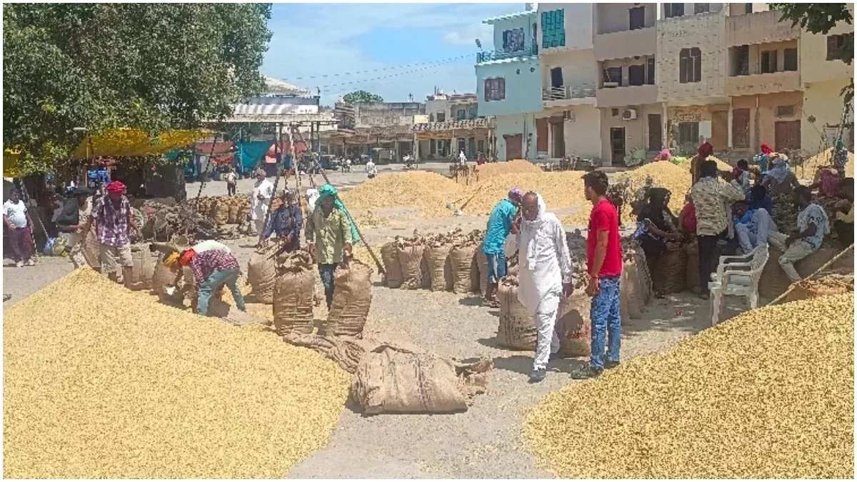 Punjab News- बारिश की बेरुखी, बाढ़ का प्रकोप; अनुमान से ज्यादा धान जिले की मंडियों में पहुंचा
