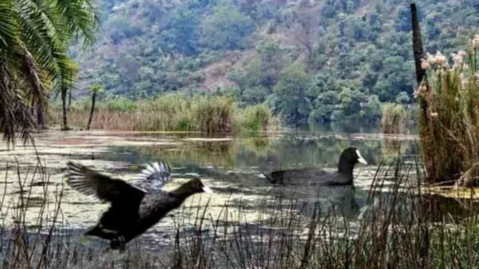 दो प्रवासी कॉमन कूट प्रवासी पक्षीयों जोड़े ने डाला डेरा