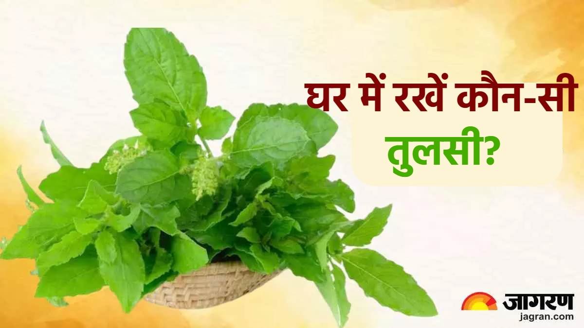 https://www.jagranimages.com/images/newimg/02122023/02_12_2023-tulsi_puja_23594770.jpg