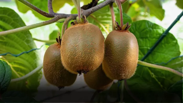 घर पर इस आसान प्रक्रिया से तैयार करें Kiwi Fruit. (Image Credit- freepik)