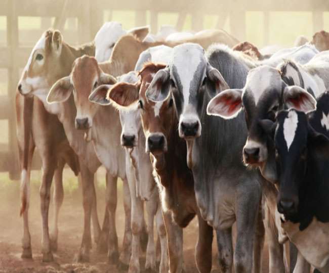 बिहार पशुपालन विभाग के लापरवाह अफसरों पर कसेगा शिकंजा - Bihar Animal Husbandry Department will tighten its grip on negligent officers बिहार पशुपालन विभाग के लापरवाह अफसरों पर कसेगा शिकंजा - Bihar Animal Husbandry Department will tighten its grip on negligent officers