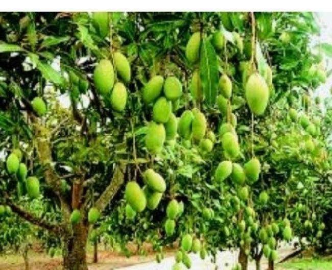 20 हेक्टेयर में नए आम के बाग लगाने की तैयारी, पुराने बगीचों का भी होगा
