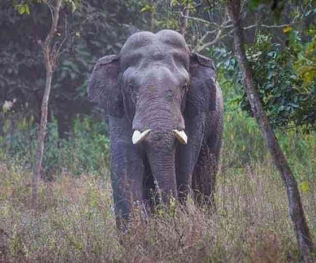 elephant attacked the villager at revenue village bukundi