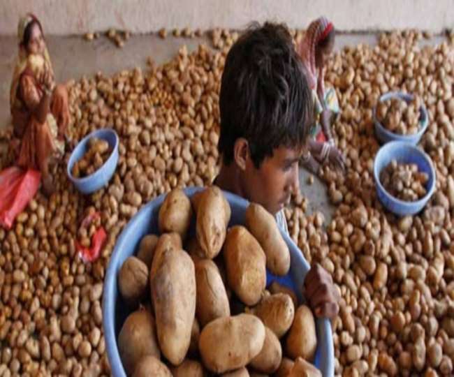 तेलंगाना ने उप्र के आलू पर लगाई रोक, आगरा के 500 टन आलू की खपत पर संकट