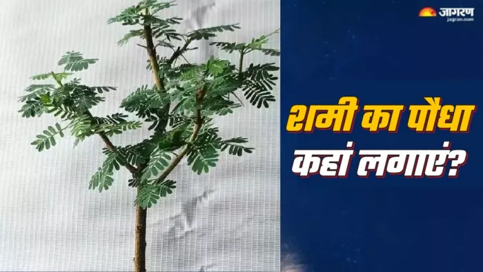 Shami Plant शमी के पौधे से जुड़े नियम।