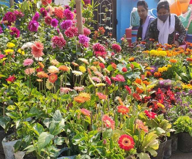 पौधों का शहर बन तेजी से उभर रहा धनबाद खूबसूरती ही नहीं ये रखतें हैंं