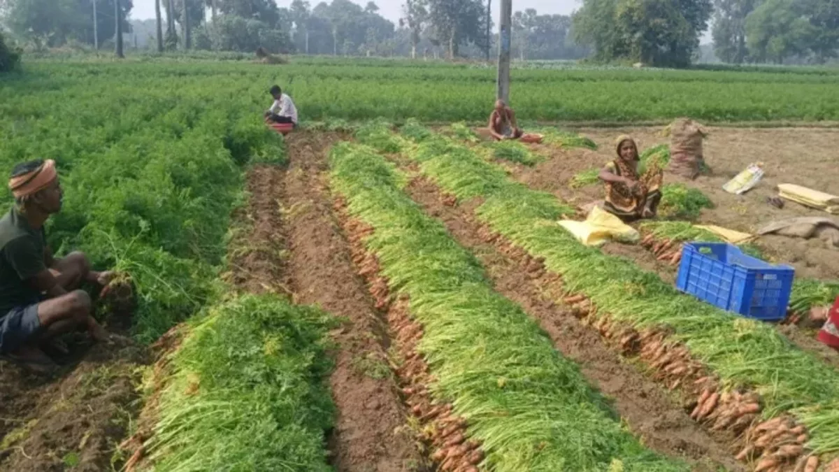 Gajar Ki Kheti: गाजर की खेती ने किसान को बनाया मालामाल, कमाई जानकर रह जाएंगे हैरान