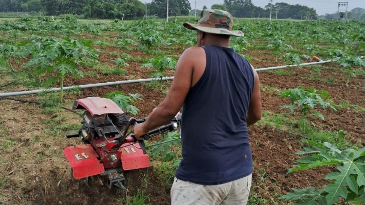 buxar news ex army man finds success in papaya farming earns double the profit