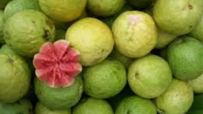 अमरूद की खेती कर बन सकते हैं मालामाल। (सांकेतिक फोटो)
