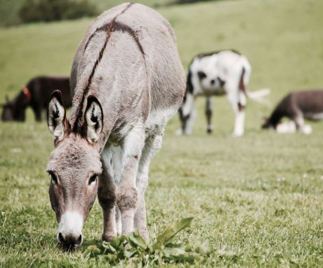 चार-पांच सालों में गधों की संख्या में आई आधे से भी ज्यादा की कमी