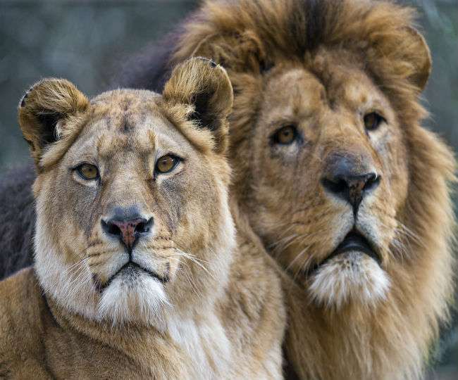 World Animal Day 2021: Know the date, history, significance, and theme for this important day World Animal Day 2021: Know the date, history, significance, and theme for this important day