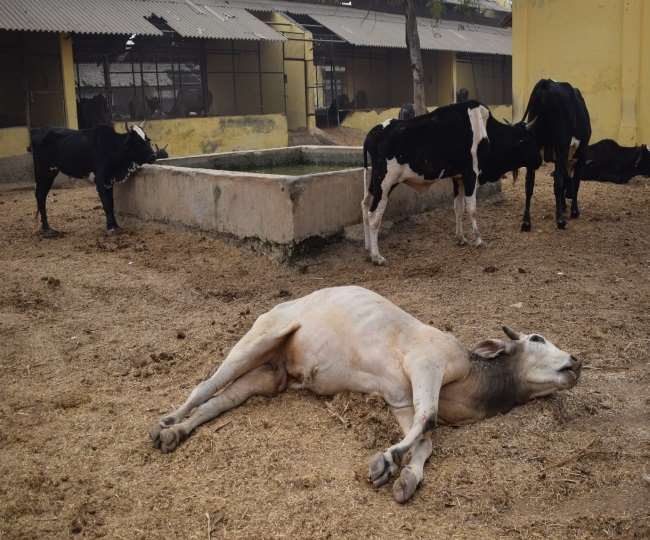 Madhya Pradesh Hindi News: इंदौर में 150 गायों के कंकाल मिलने का मामला सामने आया है।