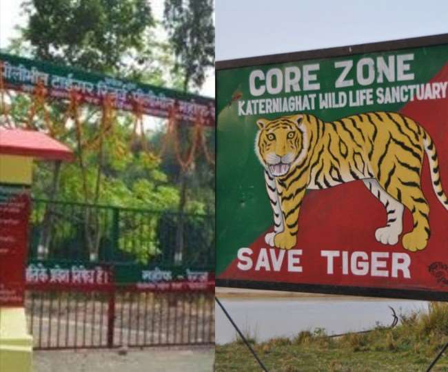 Wildlife Day : यहां जवां बाघों की मस्ती करती है हर किसी को आकर्षित, जाने पीलीभीत टाइगर रिजर्व का हाल