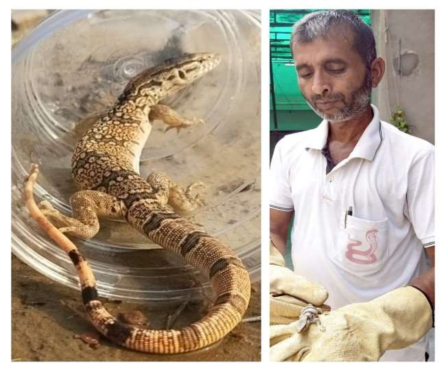 सिरसा में वन्य जीवों को बचाने के लिए कुछ लोग प्रयासरत हैं