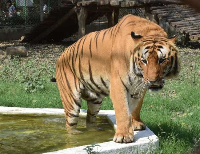 World Wildlife Day: क्यों खास है कानपुर प्राणि उद्यान, कितने हैं वन्य जीव  और कैसे बढ़ रहा कुनबा - World Wild Life Day Special Kanpur Zoo News know  how many animals in