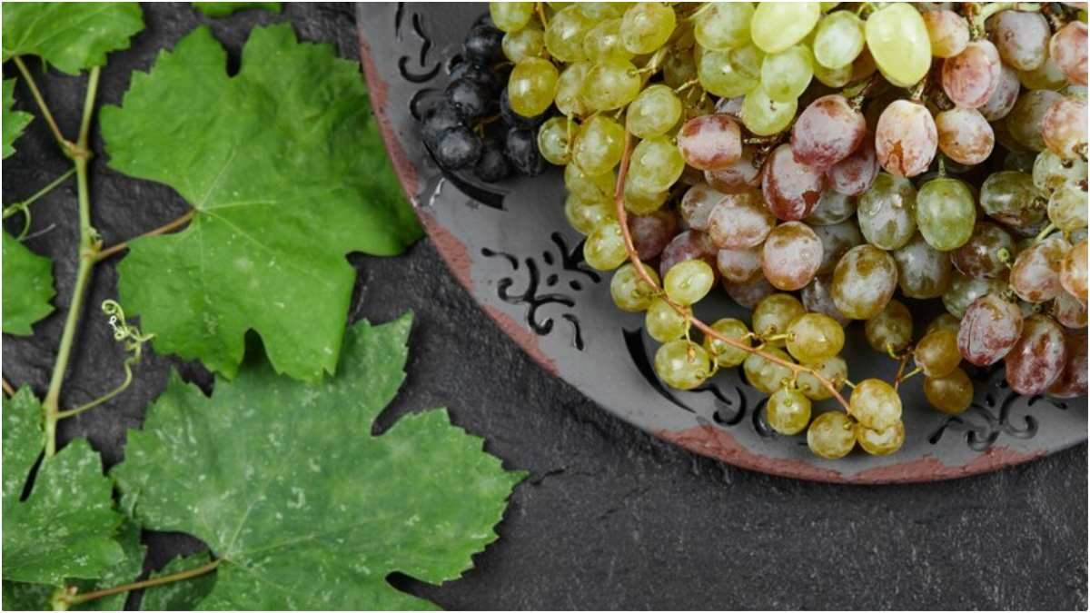 Grape Leaves Benefits सिर्फ अंगूर ही नहीं, बल्कि इसके पत्ते भी पहुंचाते हैं सेहत को अनगिनत लाभ