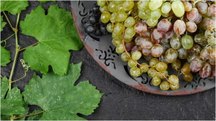 Grape Leaves Benefits: अंगूर की पत्तियों के ऐसे फायदे जो हैरान कर देंगे आपको