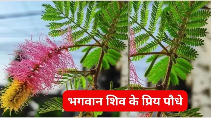 Mahashivratri 2024 Lucky Plants: महाशिवरात्रि के दिन घर लाएं ये पौधे, सुख-समृद्धि की होगी प्राप्ति